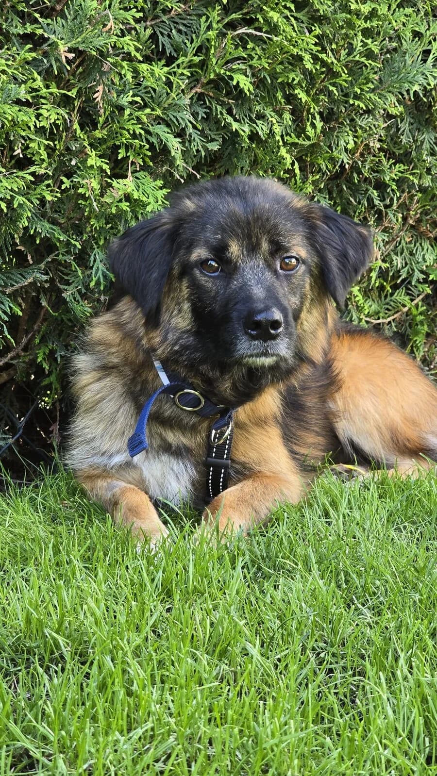 Luca, male young Mixed Breed for adoption at Vierbeiner in Not e.V.