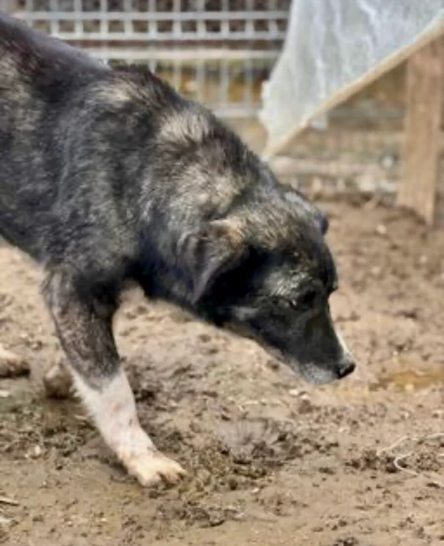 Betty, female senior Mixed Breed for adoption at Vierbeiner in Not e.V.