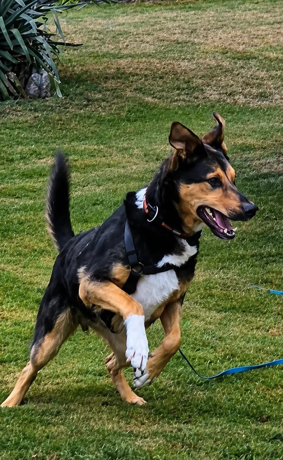 Jason, male 6yo Mixed Breed for adoption at Vierbeiner in Not e.V.