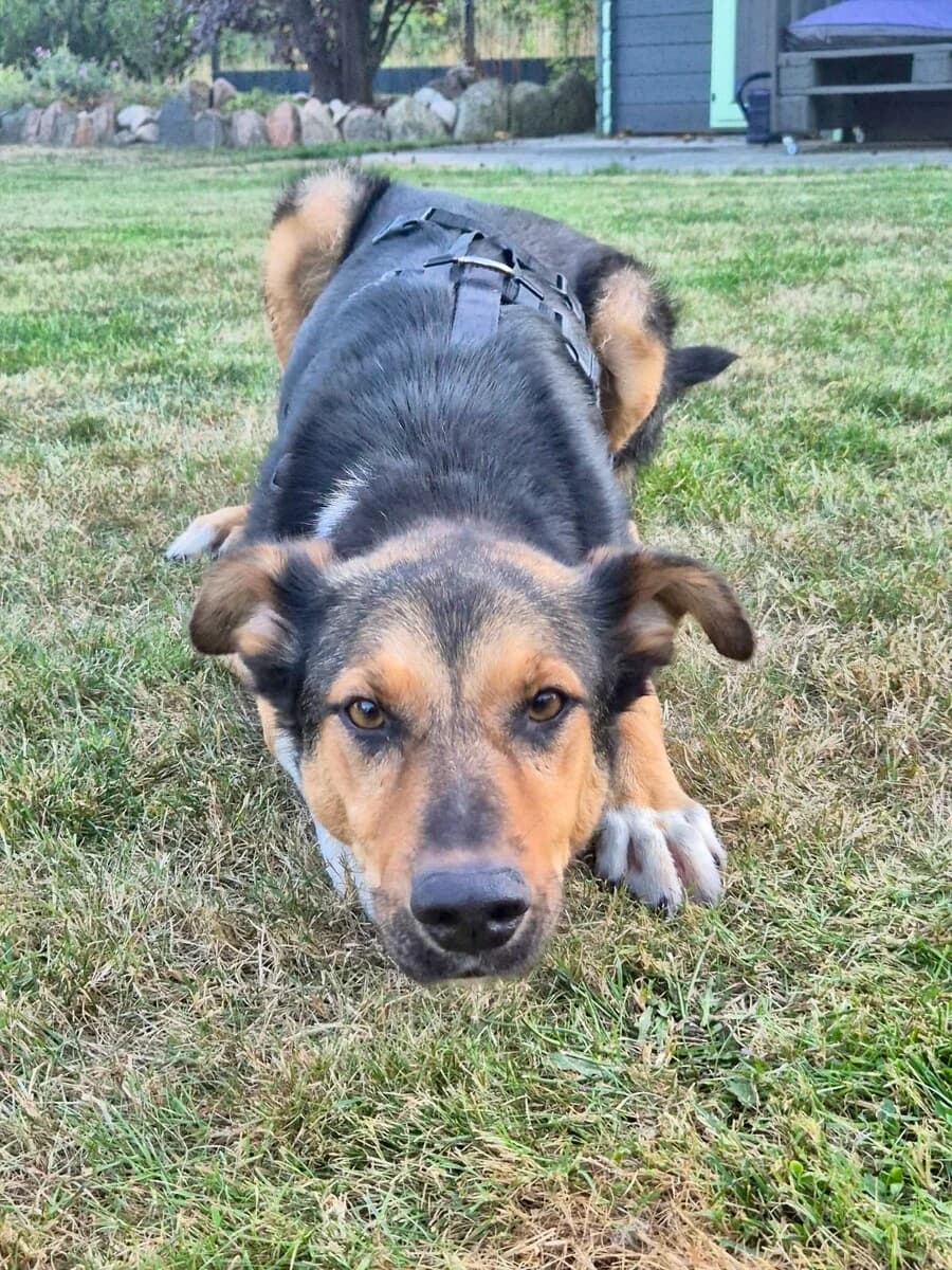 Jason, male 6yo Mixed Breed for adoption at Vierbeiner in Not e.V.