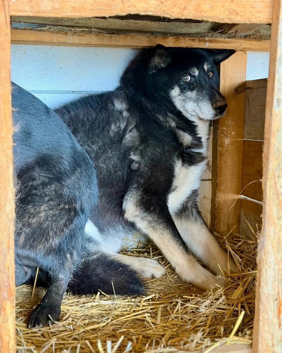 Zeus, male Mixed Breed for adoption at Vierbeiner in Not e.V.