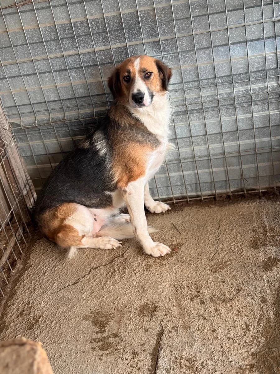 Jenny, female 7yo Mixed Breed for adoption at Vierbeiner in Not e.V.