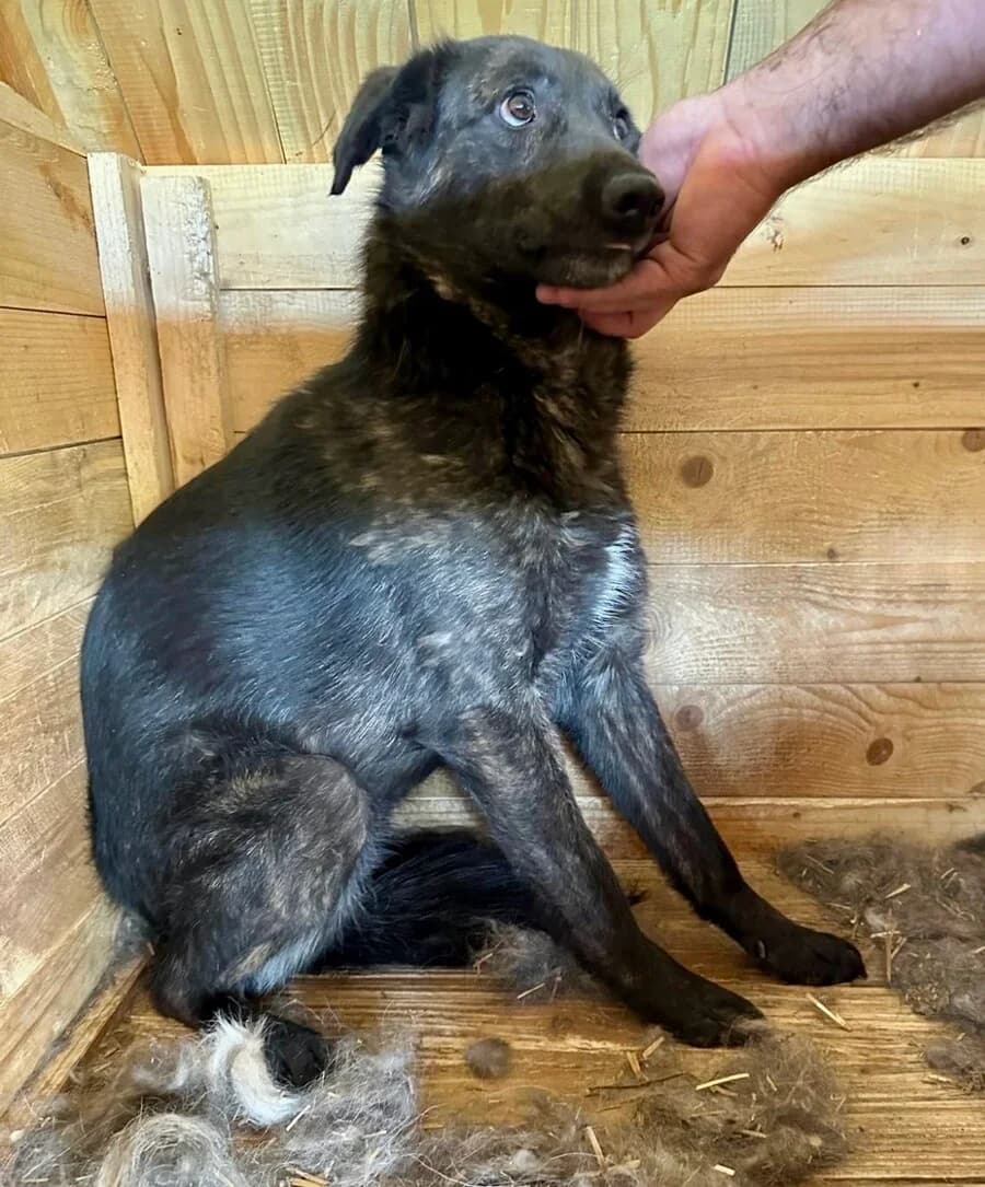 Nora, female 4yo Mixed Breed for adoption at Vierbeiner in Not e.V.