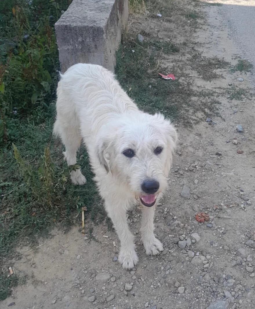 Doru, male 4yo Mixed Breed for adoption at Vierbeiner in Not e.V.