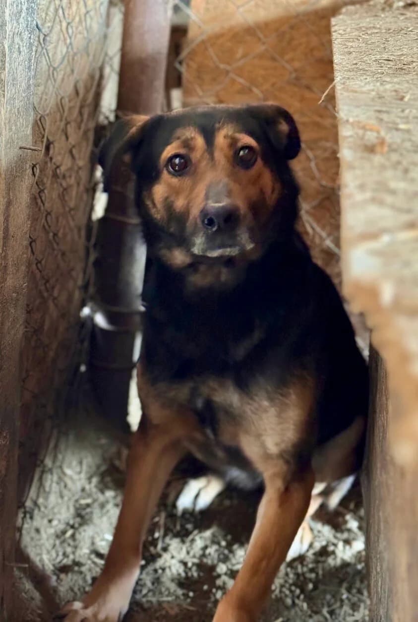 Trixie, female 4yo Mixed Breed for adoption at Vierbeiner in Not e.V.