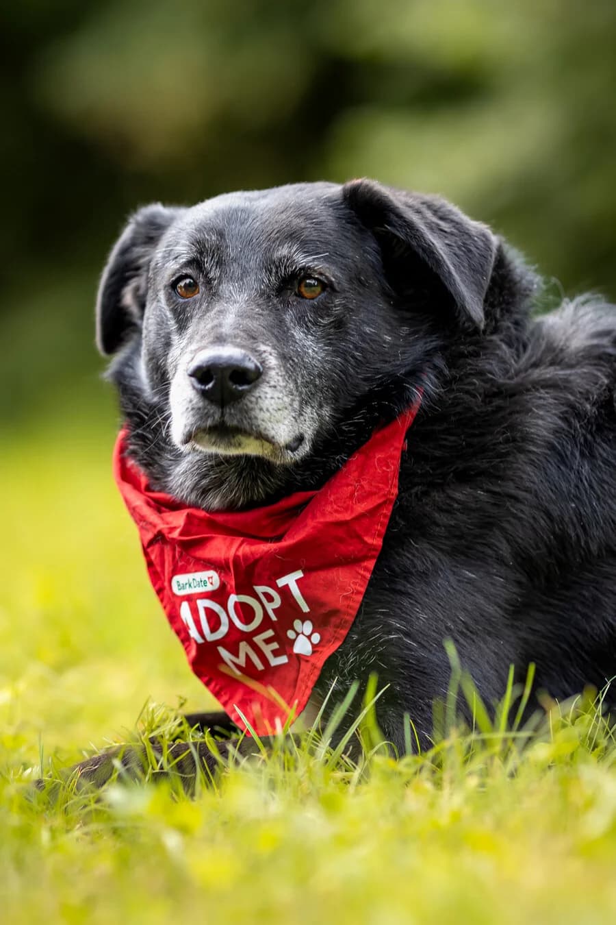 Papa Max, male senior Mixed Breed for adoption at Vierbeiner in Not e.V.