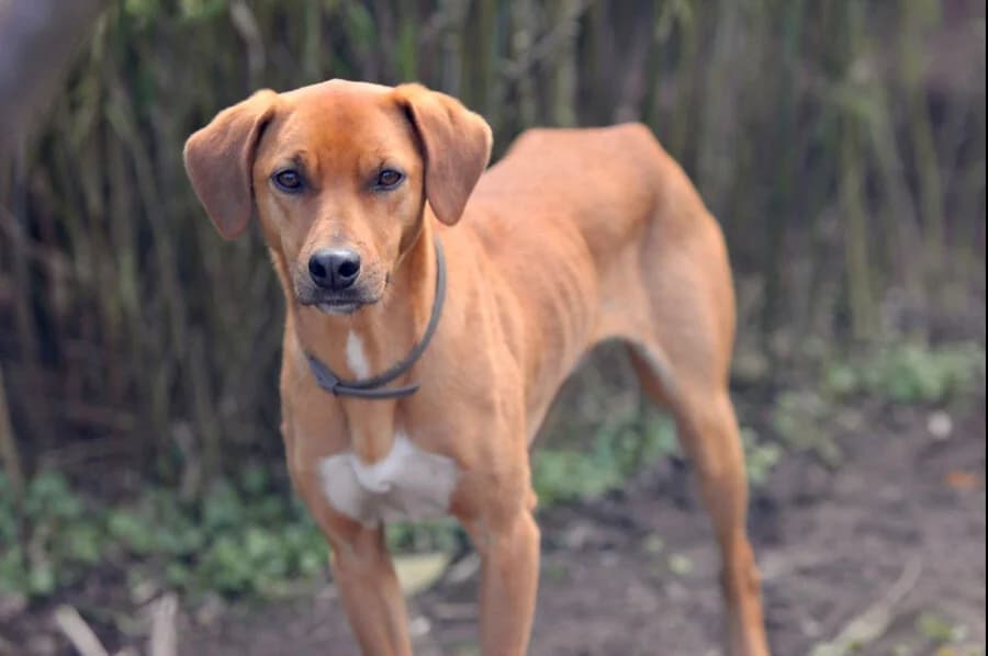 Aliosha, male young Mixed Breed for adoption at Vierbeiner in Not e.V.