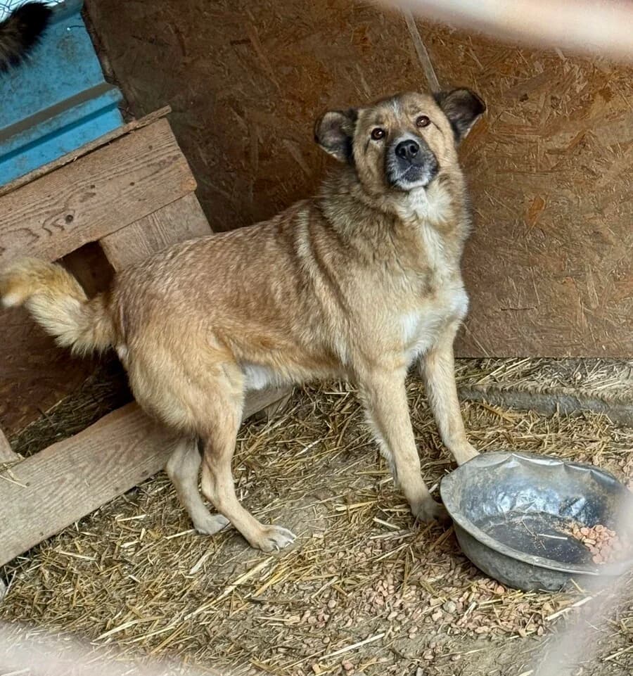 Johnny, male senior Mixed Breed for adoption at Vierbeiner in Not e.V.