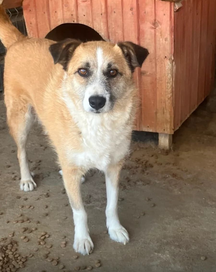 Edgar, male 7yo Mixed Breed for adoption at Vierbeiner in Not e.V.