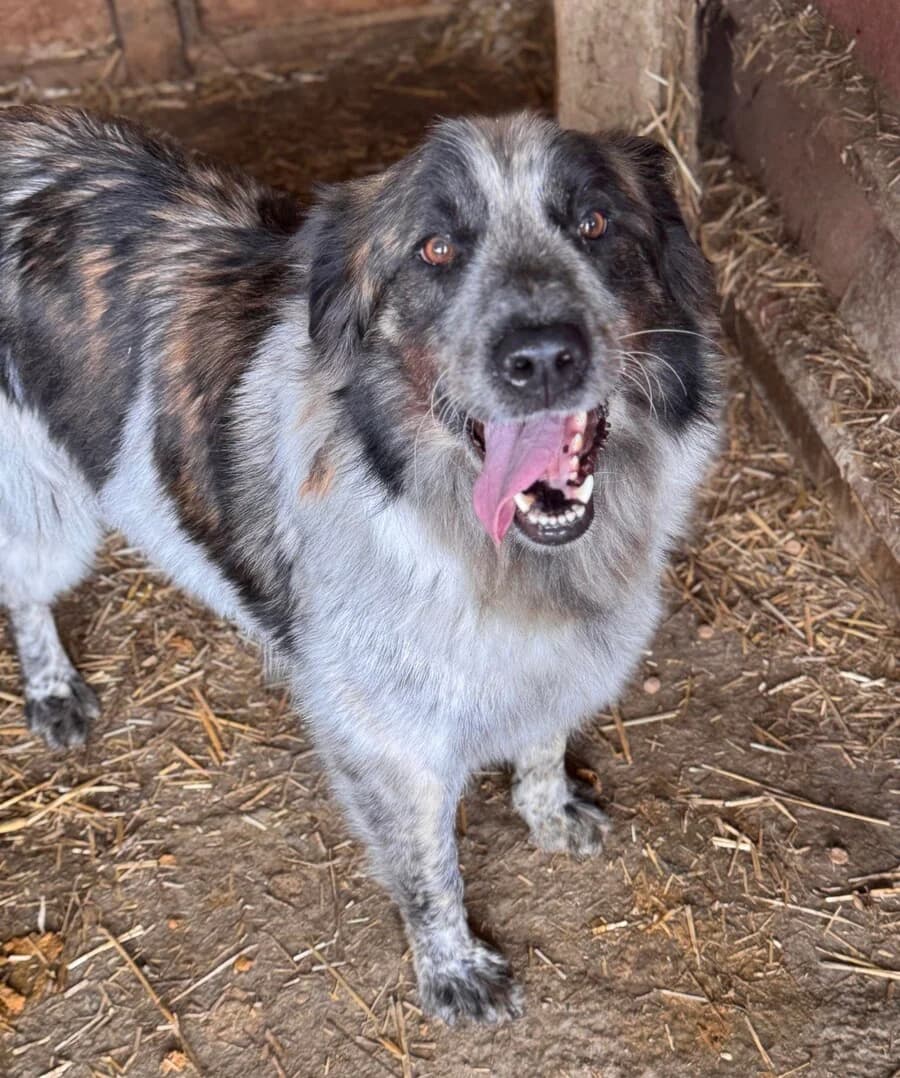 Bobby, male 5yo Mixed Breed for adoption at Vierbeiner in Not e.V.