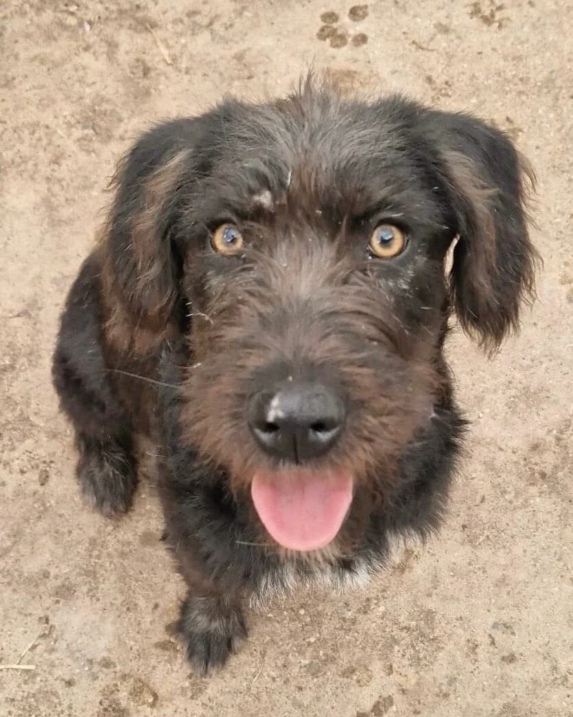Maja, female puppy Mixed Breed for adoption at Vierbeiner in Not e.V.