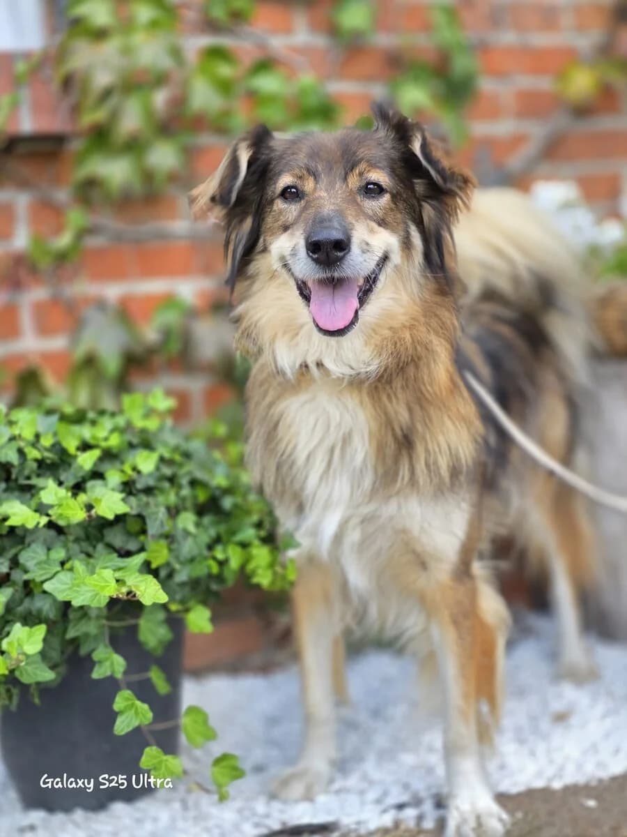 Freya, female 6yo Mixed Breed for adoption at Vierbeiner in Not e.V.
