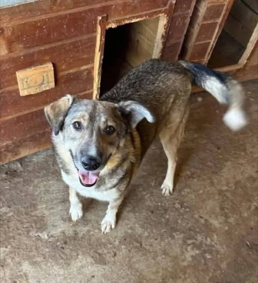 Bruno, male 7yo Mixed Breed for adoption at Vierbeiner in Not e.V.