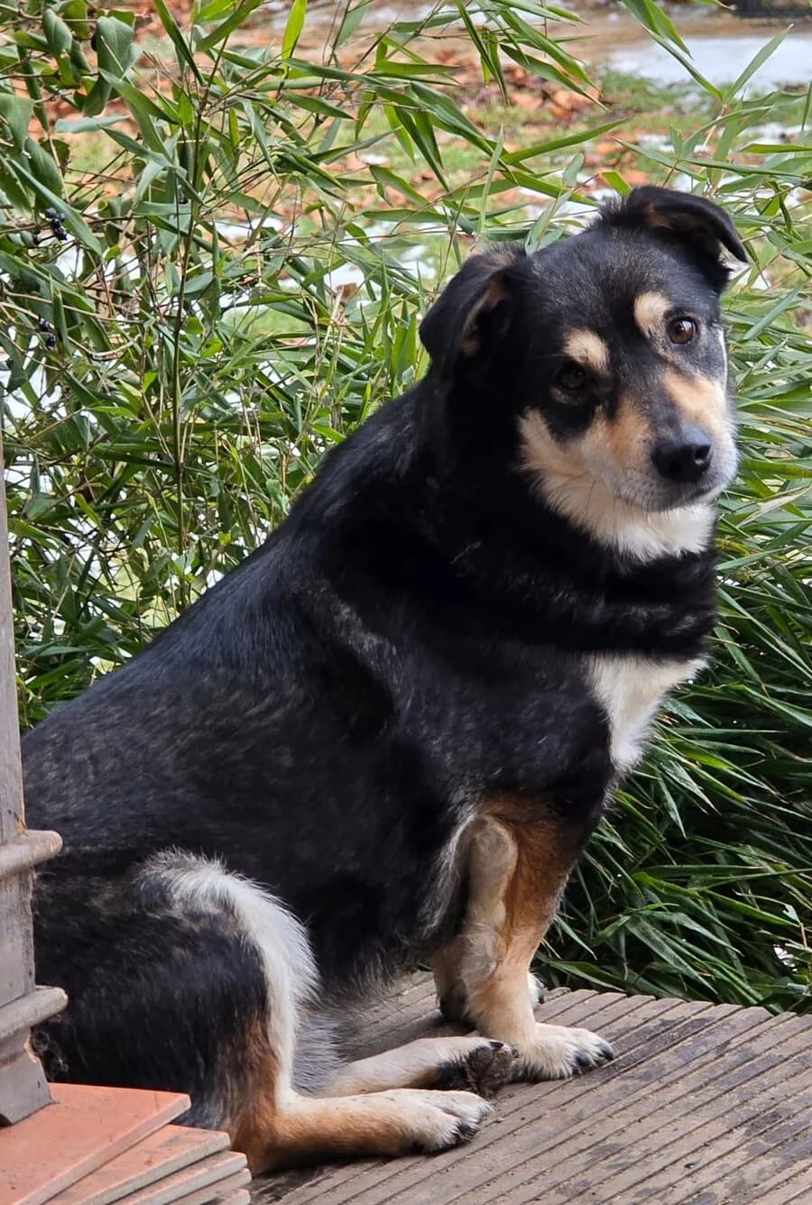 Dave, male 5yo Mixed Breed for adoption at Vierbeiner in Not e.V.