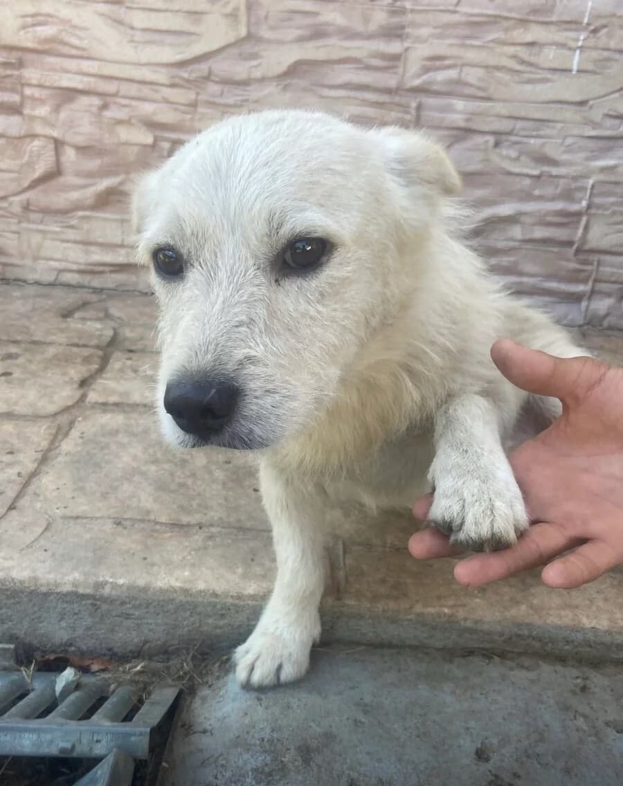 Willi, male 4yo Mixed Breed for adoption at Vierbeiner in Not e.V.