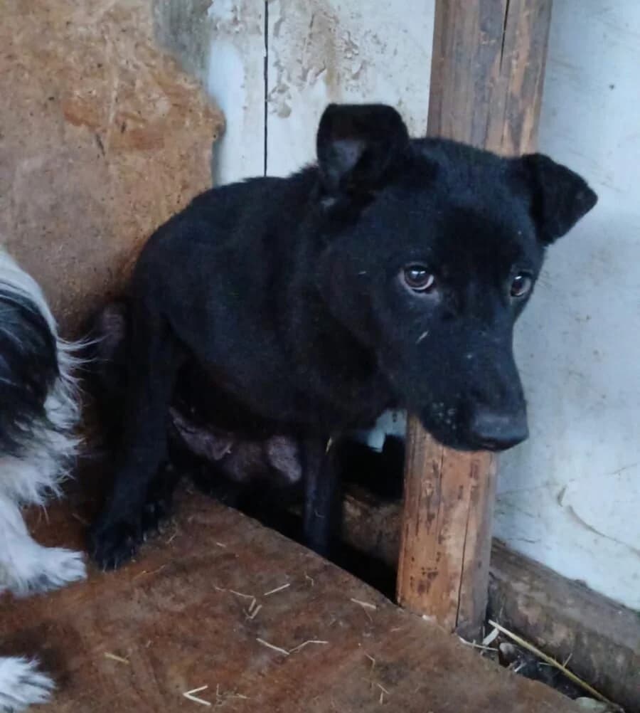 Henna, schwarz female senior Mixed Breed for adoption at Vierbeiner in Not e.V.