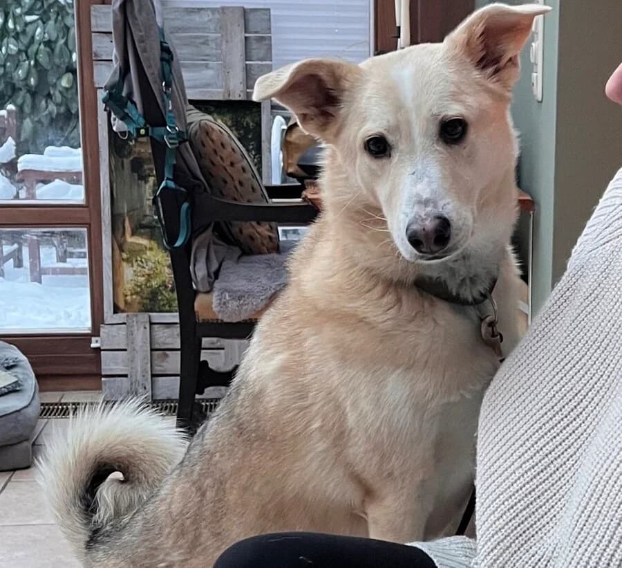 Charly, male 3yo Mixed Breed for adoption at Vierbeiner in Not e.V.