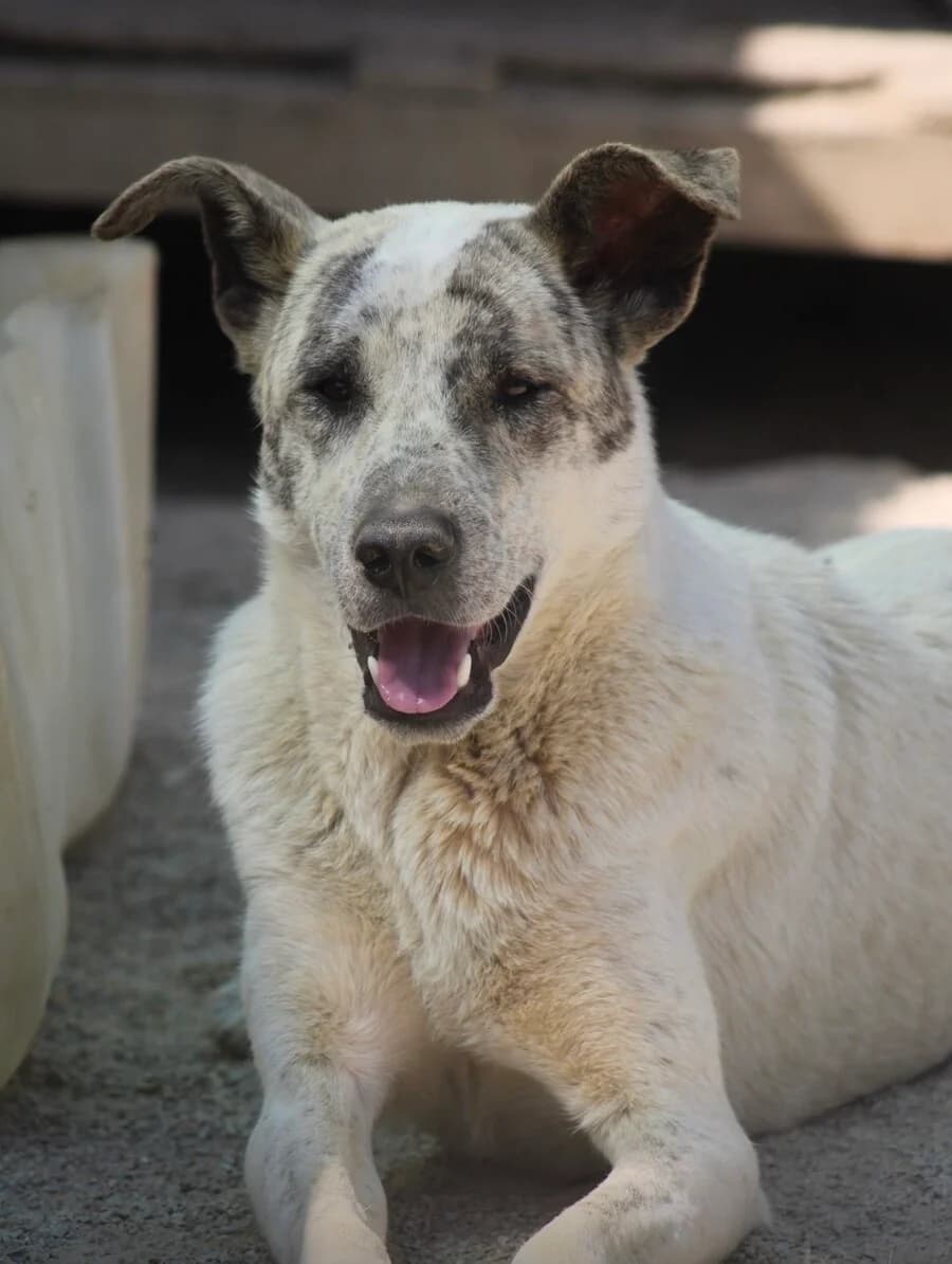Cujo, male young Mixed Breed for adoption at Vierbeiner in Not e.V.