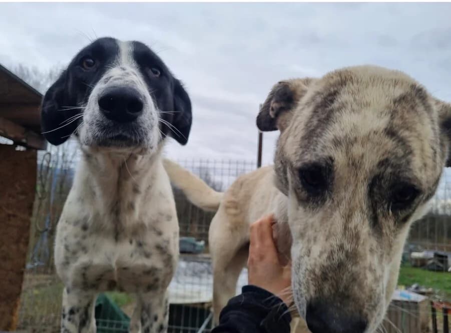 Cujo, male young Mixed Breed for adoption at Vierbeiner in Not e.V.