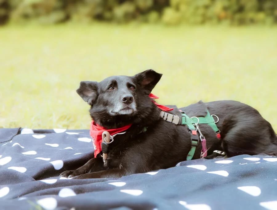 Mama Lily, female 7yo Mixed Breed for adoption at Vierbeiner in Not e.V.