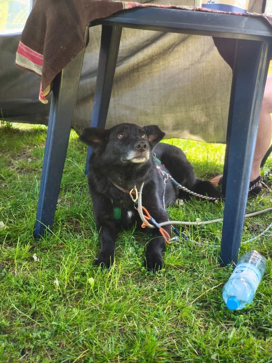 Mama Lily, female 7yo Mixed Breed for adoption at Vierbeiner in Not e.V.