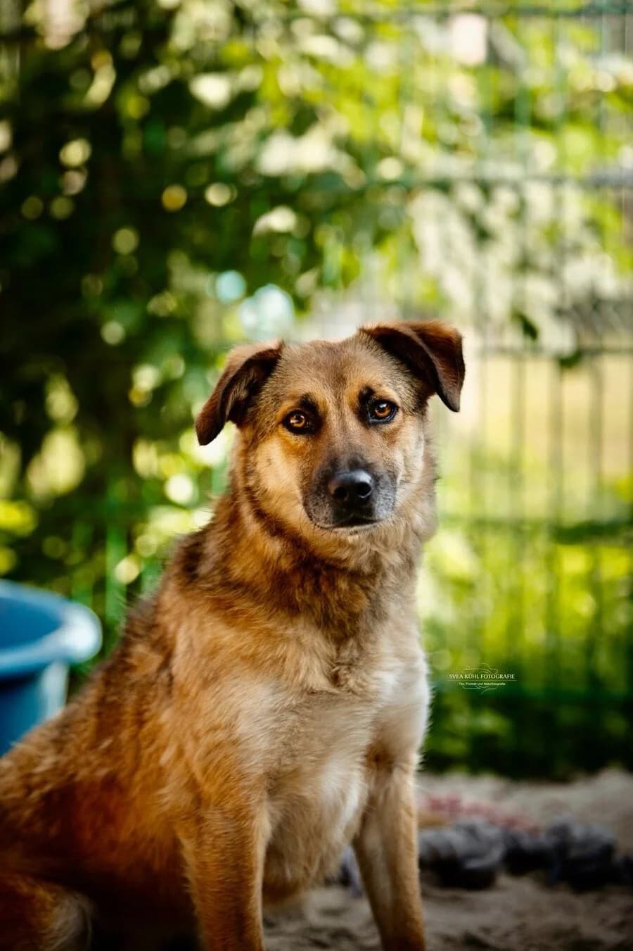 Mari, female 3yo Mixed Breed for adoption at Vierbeiner in Not e.V.