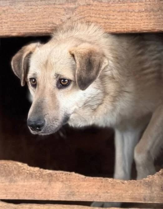 Fiete, male 7yo Mixed Breed for adoption at Vierbeiner in Not e.V.