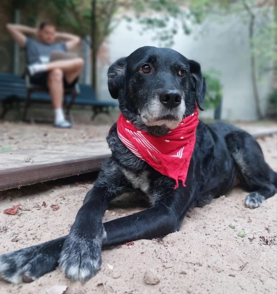 Rumie, female senior Mixed Breed for adoption at Vierbeiner in Not e.V.