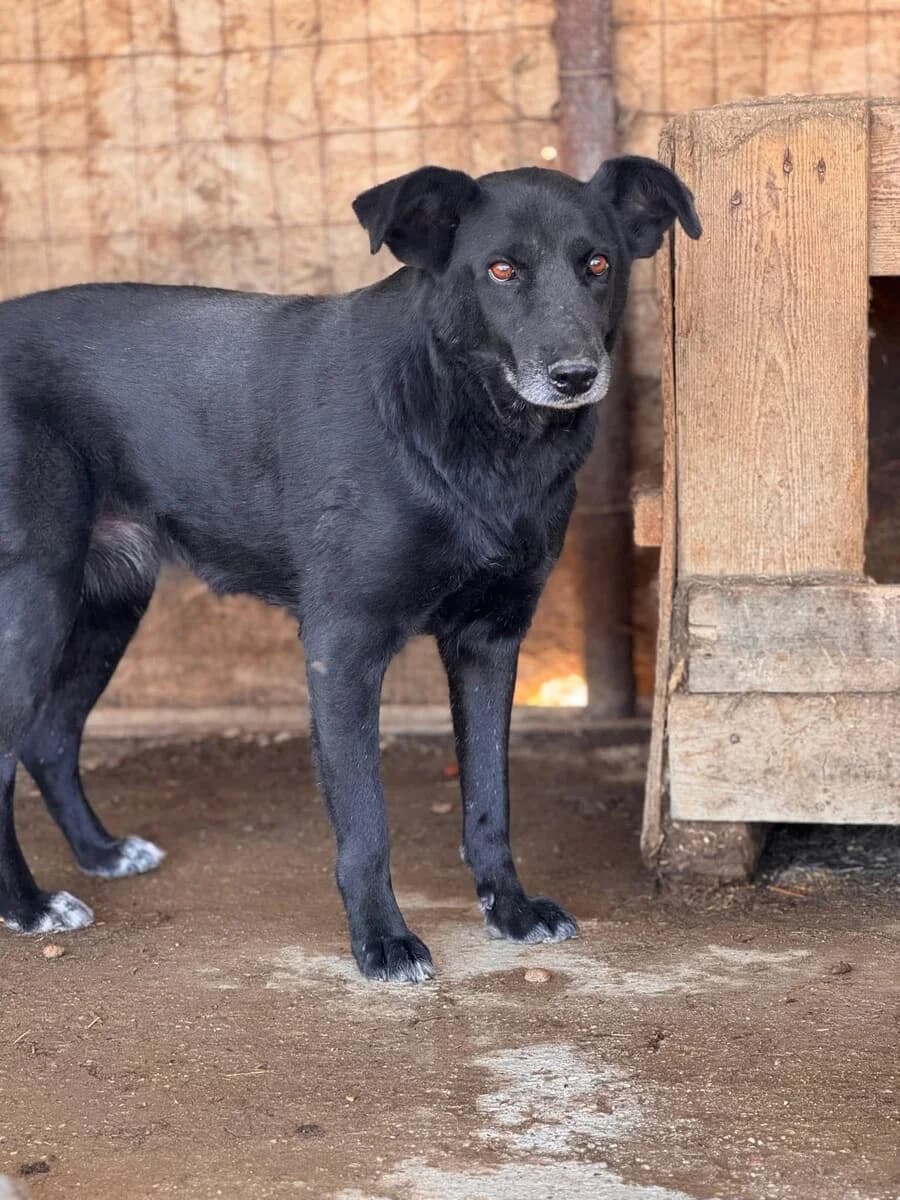 Citlaly, female senior Mixed Breed for adoption at Vierbeiner in Not e.V.