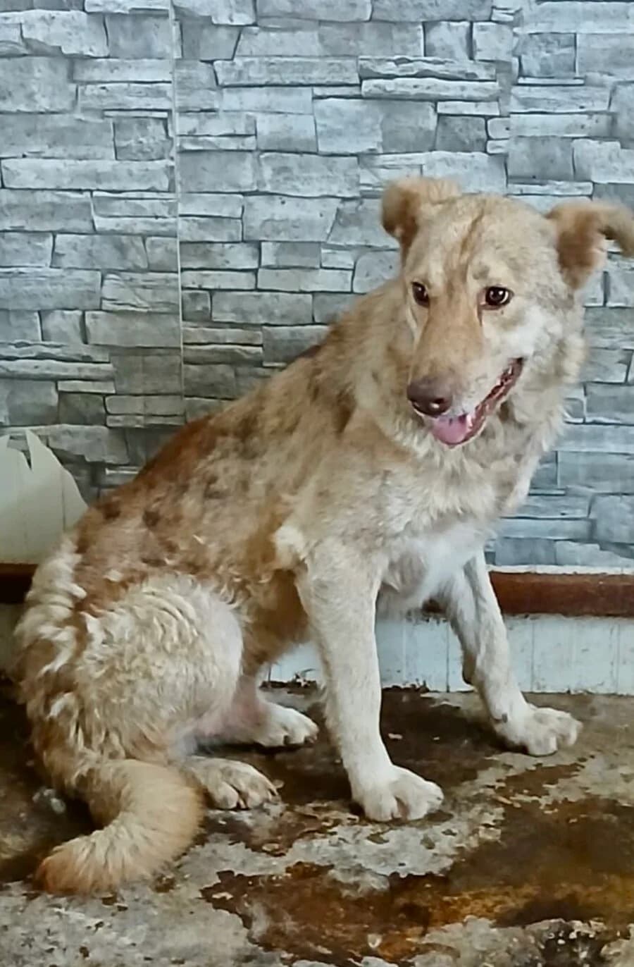 Johnny, golden male 7yo Mixed Breed for adoption at Vierbeiner in Not e.V.