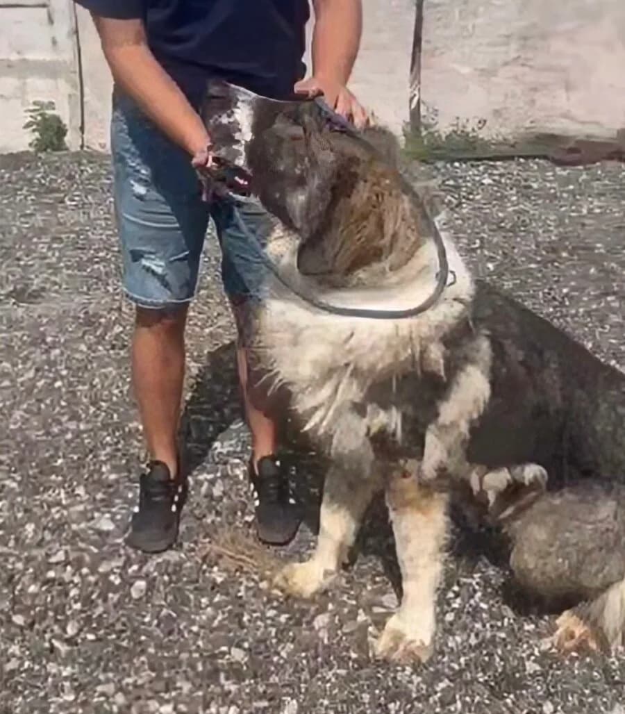 Ludwig, male young Mixed Breed for adoption at Vierbeiner in Not e.V.
