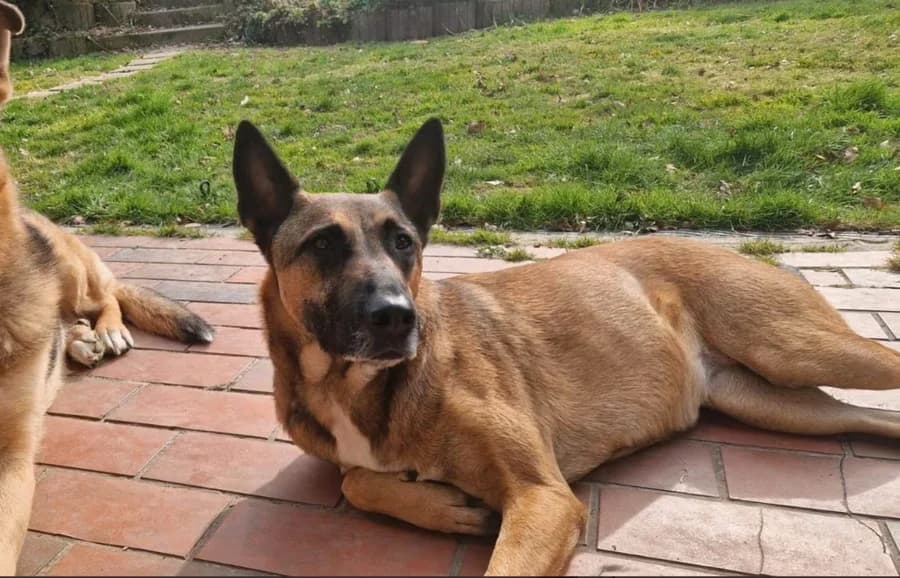 June, female young Mixed Breed for adoption at Vierbeiner in Not e.V.