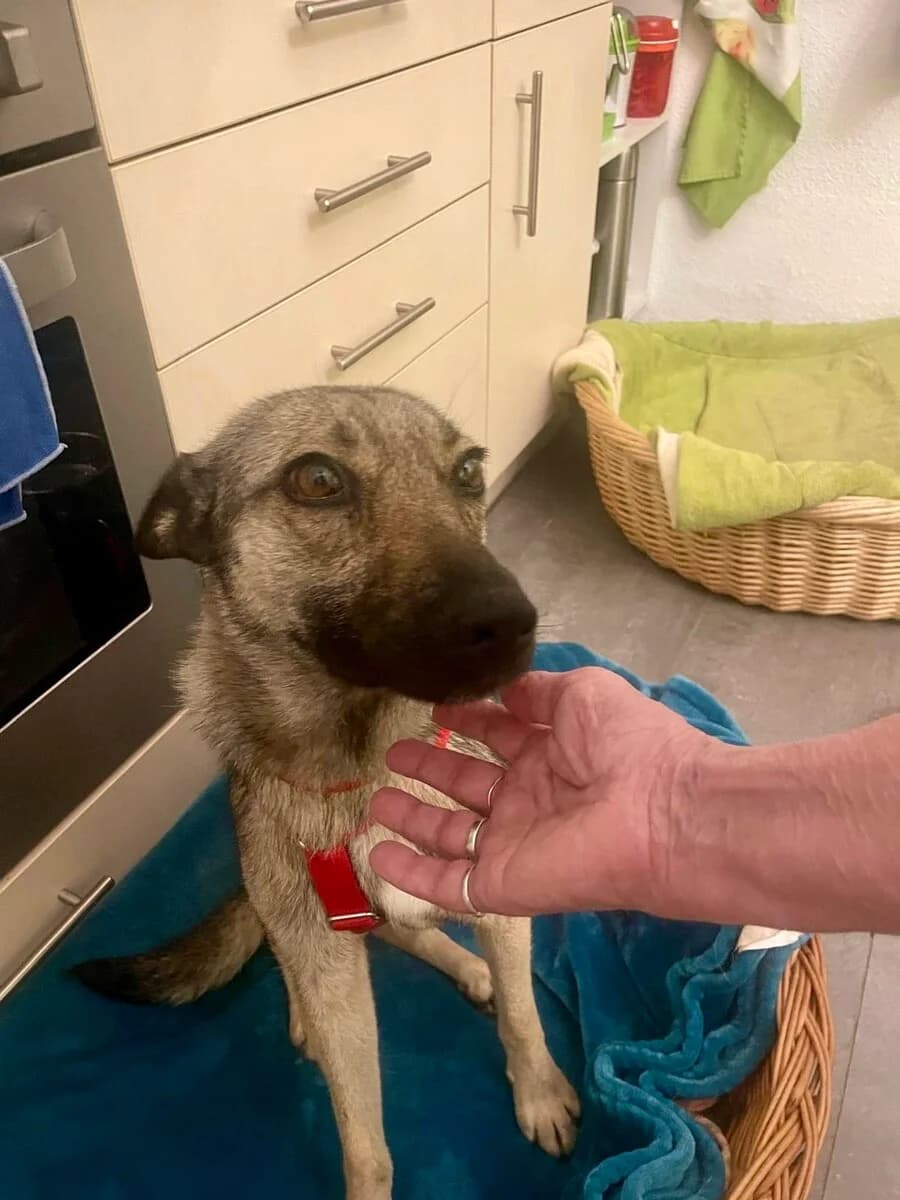 Stella, female young Mixed Breed for adoption at Vierbeiner in Not e.V.