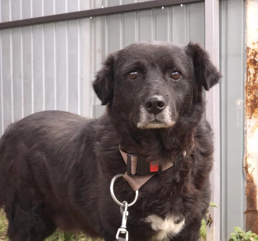 Teddy, male senior Mixed Breed for adoption at Vierbeiner in Not e.V.