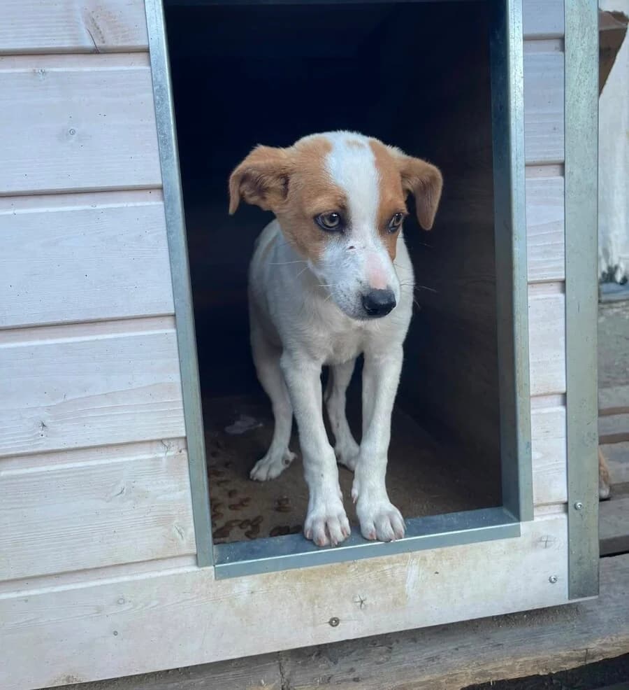 Murphy, male puppy Mixed Breed for adoption at Vierbeiner in Not e.V.