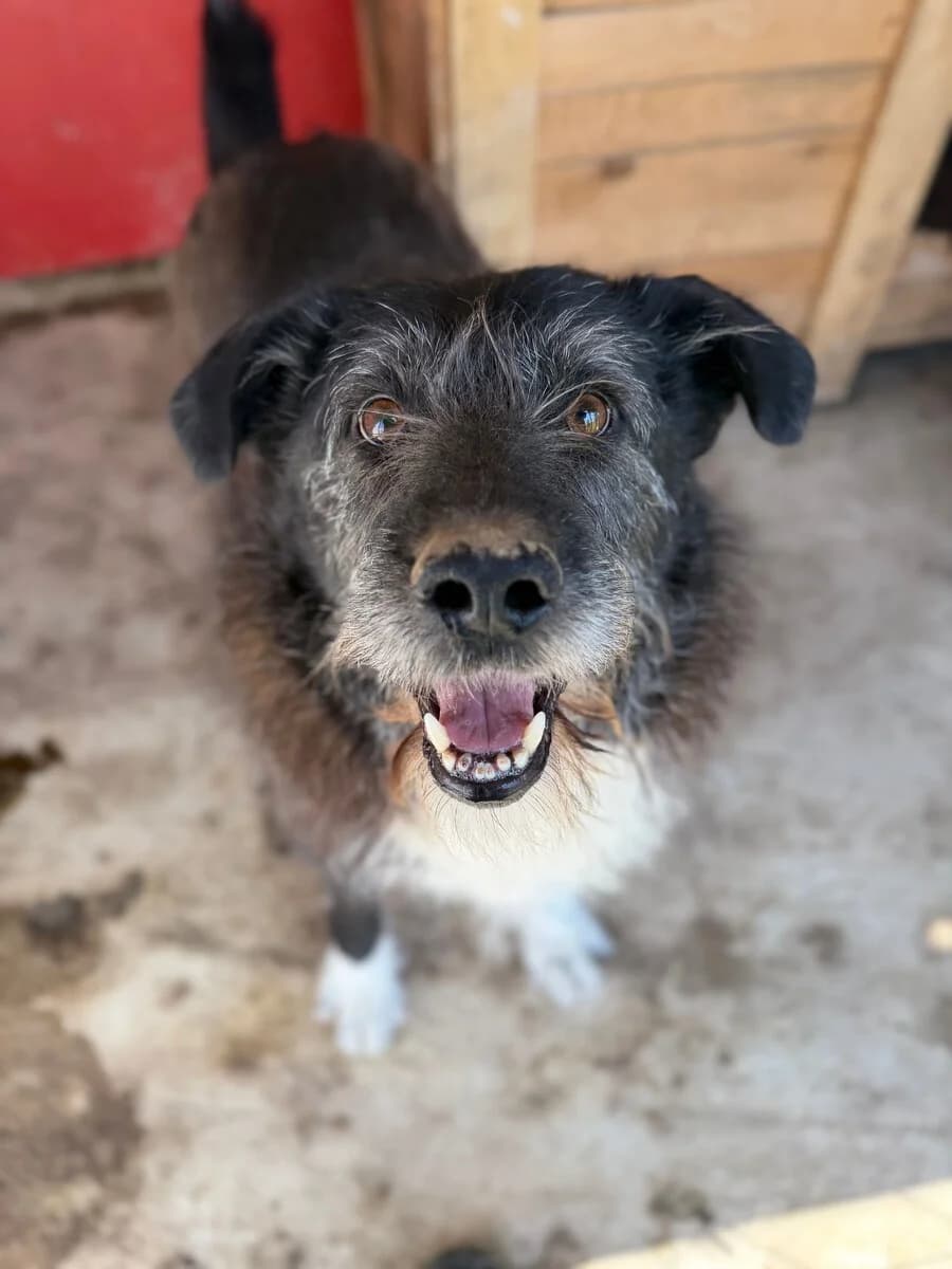 Rudi, male senior Mixed Breed for adoption at Vierbeiner in Not e.V.