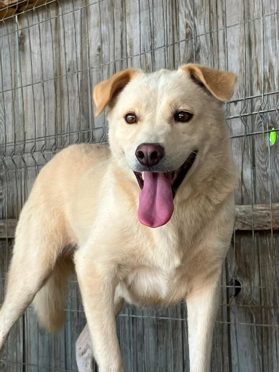 Elliot, male 6yo Mixed Breed for adoption at Vierbeiner in Not e.V.