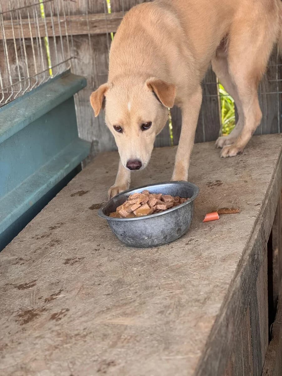 Elliot, male 6yo Mixed Breed for adoption at Vierbeiner in Not e.V.