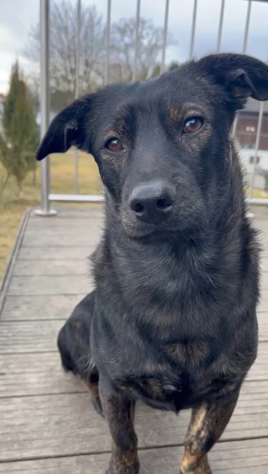Krümel (Neriah), male young Mixed Breed for adoption at Vierbeiner in Not e.V.