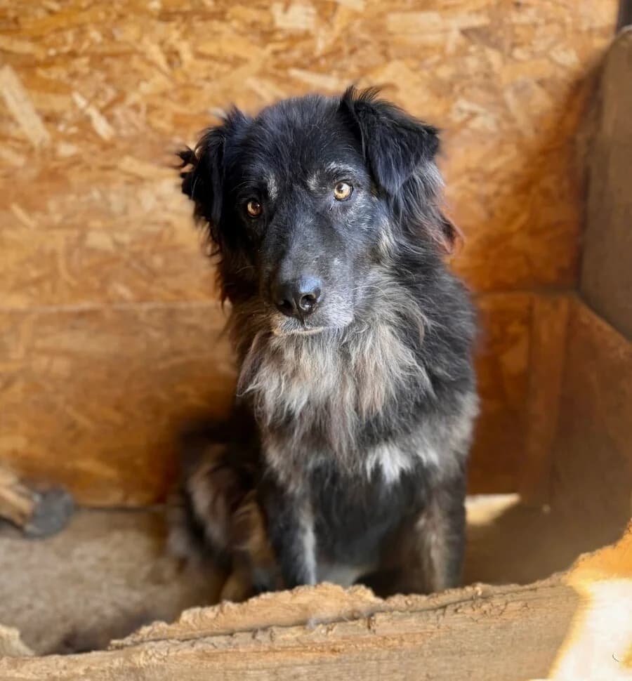 Charlie, male 7yo Mixed Breed for adoption at Vierbeiner in Not e.V.