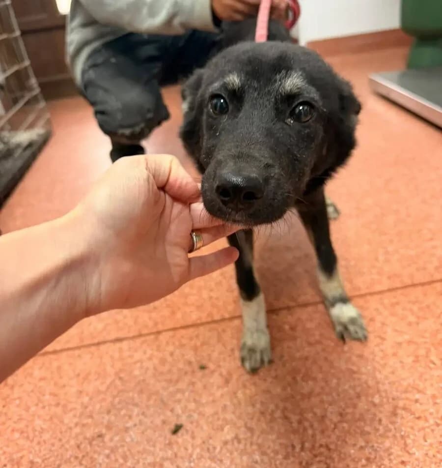 Belinda, female puppy Mixed Breed for adoption at Vierbeiner in Not e.V.