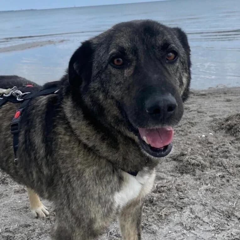 Eddy, male senior Mixed Breed for adoption at Vierbeiner in Not e.V.