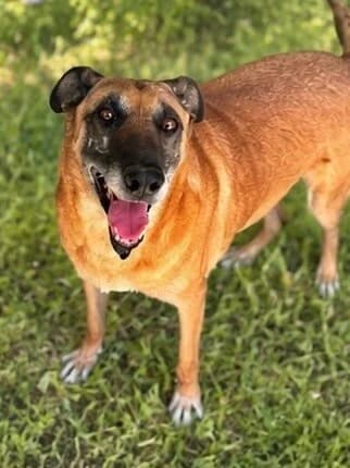 Jari, male senior Mixed Breed for adoption at Vierbeiner in Not e.V.