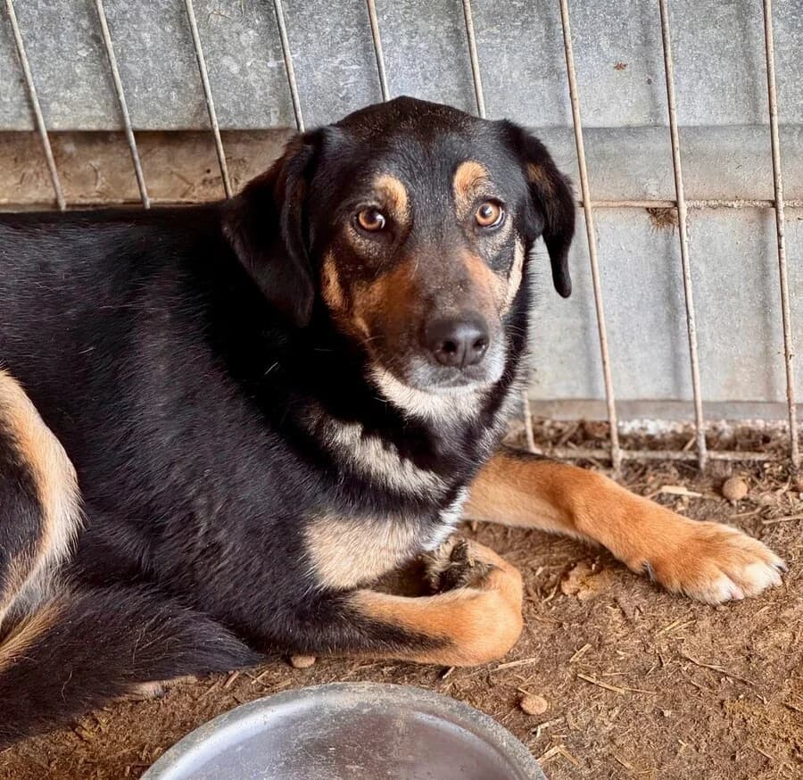 Ben, male 3yo Mixed Breed for adoption at Vierbeiner in Not e.V.