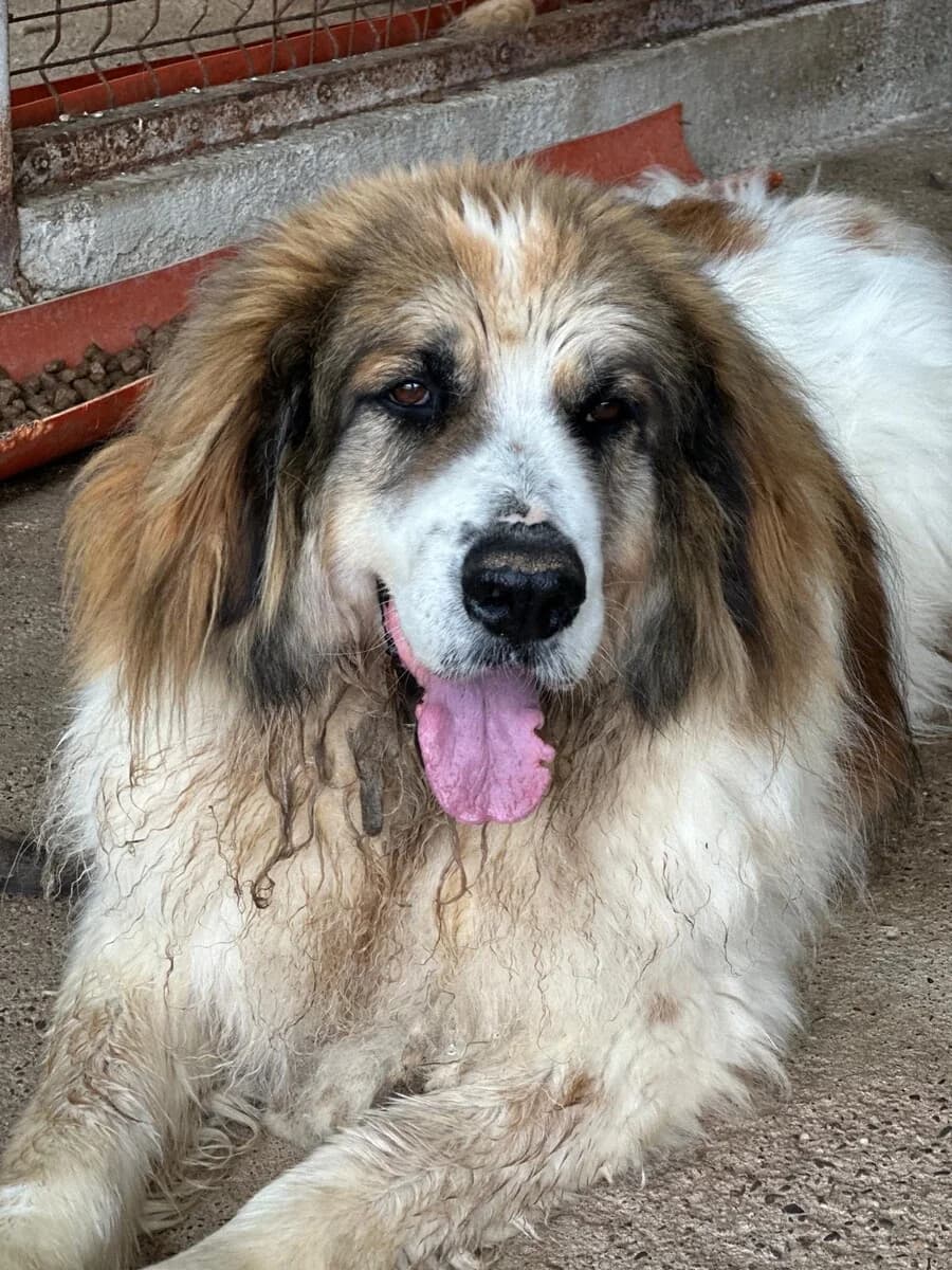 Jaron, male 5yo Mixed Breed for adoption at Vierbeiner in Not e.V.