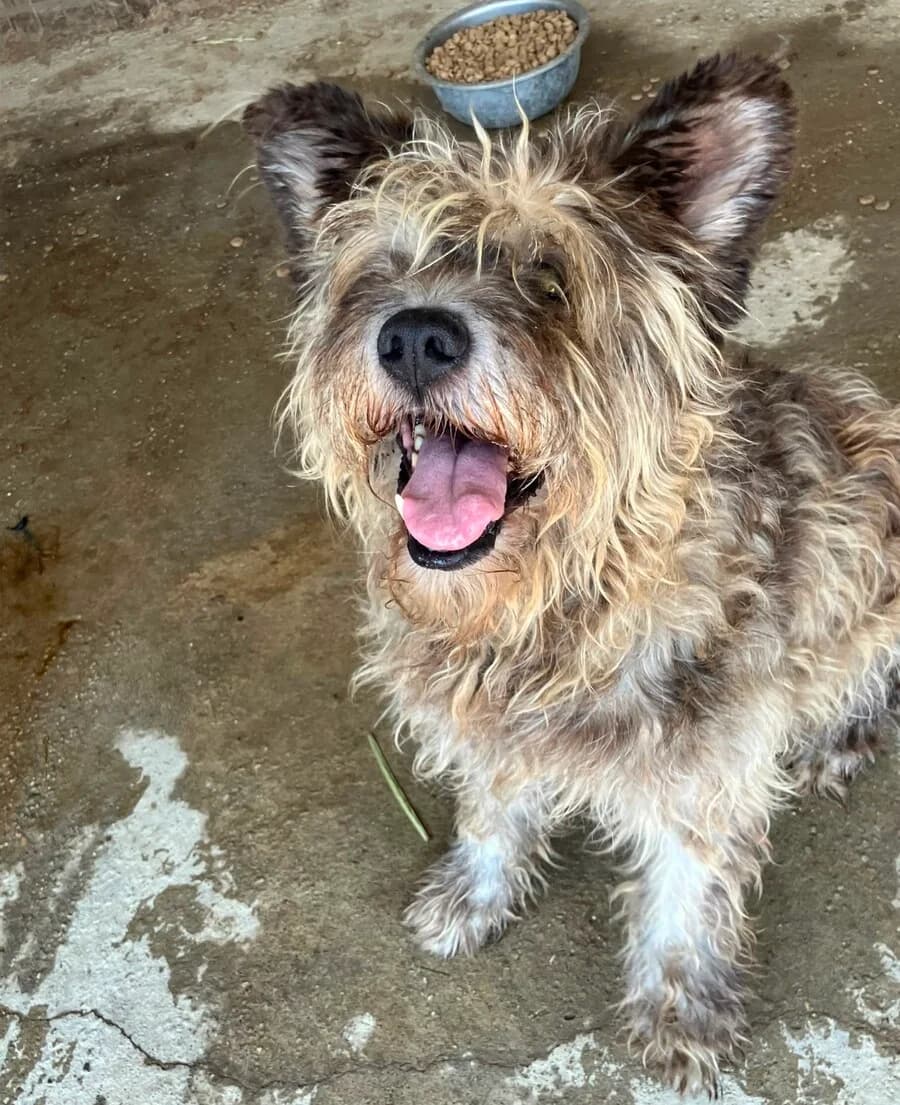 Bon Jovi, male senior Mixed Breed for adoption at Vierbeiner in Not e.V.