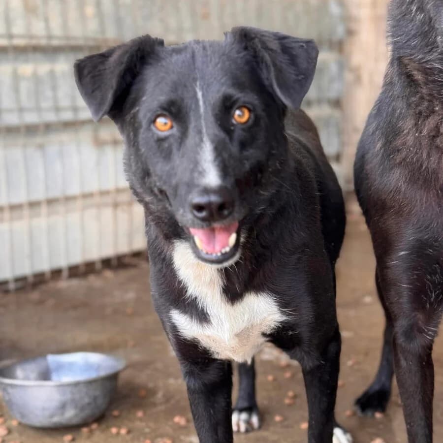 Brandy, male 7yo Mixed Breed for adoption at Vierbeiner in Not e.V.