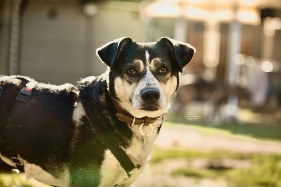 Lilly, female senior Mixed Breed for adoption at Vierbeiner in Not e.V.