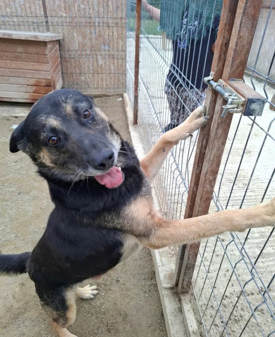 Ayden, male 5yo Mixed Breed for adoption at Vierbeiner in Not e.V.