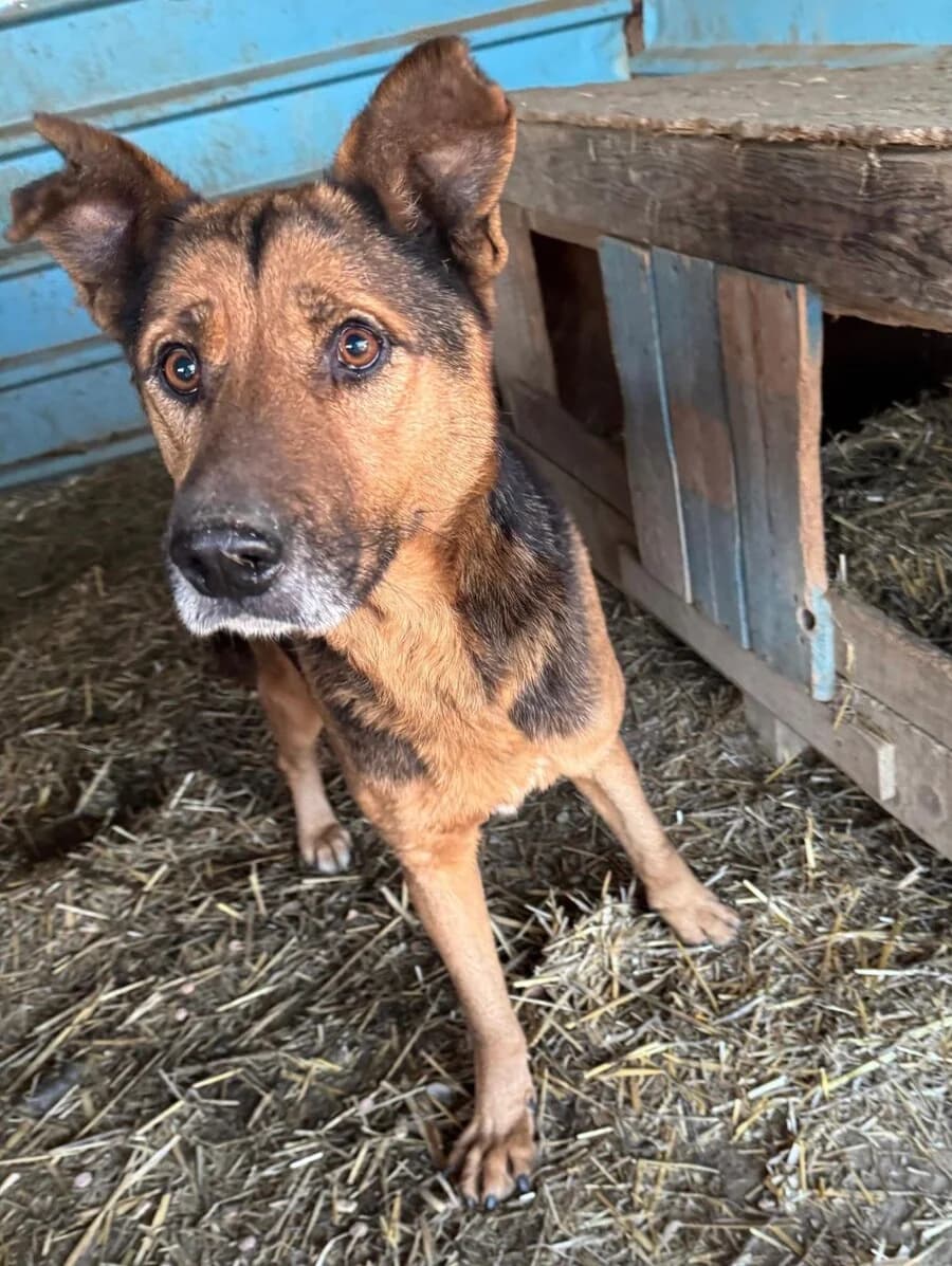 Bruder Tuk, male senior Mixed Breed for adoption at Vierbeiner in Not e.V.
